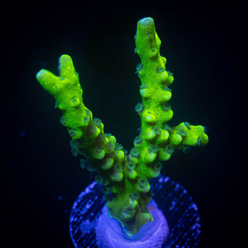 Green Goblin Anacropora
